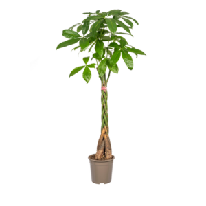 Pachira Aquatica Ø24Cm - ↕120 - 140Cm