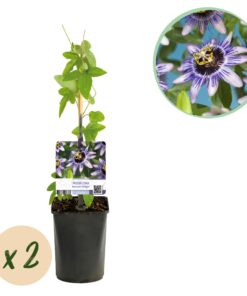 Green Boutiq - Passiebloem - Passiflora Damsels Delight  - Bloem Paars Met Wit - Weinig Onderhoud - 2 Planten - Pot 11Cm Hoogte 40Cm