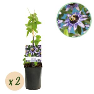 Passiebloem (Passiflora 'Damsel's Delight') – klimplant – pot 11 cm, ±40 cm