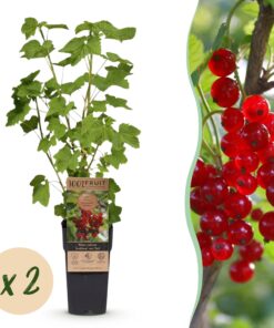 Green Boutiq - Fruitplant - Ribes Rubrum Jonkheer Van Tets - Bessenplant - Winterhard - Rode Bes - 2 Planten - Pot 15Cm - Hoogte 50Cm