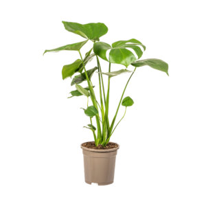 Monstera Deliciosa Tauerii Ø17Cm - ↕50 - 70Cm