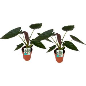 Alocasia Wentii - 2 Stuks - Ø19Cm - ↕85Cm