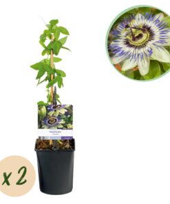 Green Boutiq - Passiebloem - Passiflora Caerulea  - Bloem Blauw Met Groen Wit - Weinig Onderhoud - 2 Planten - Pot 11Cm Hoogte 40Cm