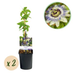 Passiebloem (Passiflora caerulea) – snelgroeiende klimplant – pot 11 cm, ±40 cm