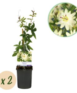 Green Boutiq - Passiebloem - Passiflora Avalanche  - Bloem  Wit  - Weinig Onderhoud - 2 Planten - Pot 11Cm Hoogte 40Cm