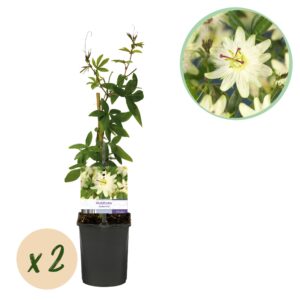 Passiebloem (Passiflora 'Avalanche') – geurende witte klimplant – pot 11 cm, ±40 cm