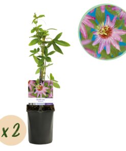Green Boutiq - Passiebloem - Passiflora Anastasia  - Bloem Roze - Weinig Onderhoud - 2 Planten - Pot 11Cm Hoogte 40Cm