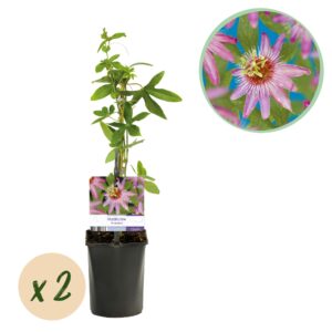 Green Boutiq - Passiebloem - Passiflora Anastasia  - Bloem Roze - Weinig Onderhoud - 2 Planten - Pot 11Cm Hoogte 40Cm