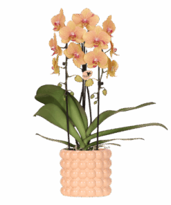 Kolibri Orchids | Niagara Falls Orchidee Sunny Bunny Met Poppy Sierpot Peach – Potmaat Ø12 Cm – Vers Van De Kweker