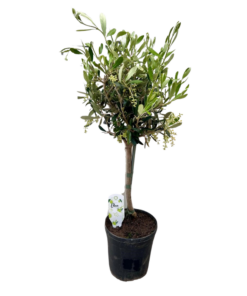 Olea