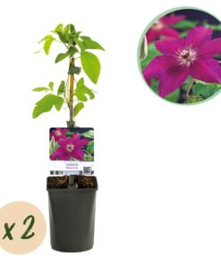 Green Boutiq - Klimplant - Clematis Westerplatte - Bloem Rood - Weinig Onderhoud -2 Planten -  Pot 11Cm Hoogte 40Cm