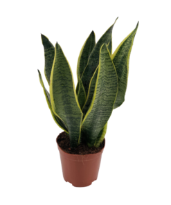 Sansevieria Superba - Ø12Cm - ↕40Cm