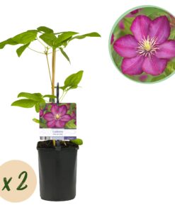 Green Boutiq - Klimplant - Clematis Ville De Lyon - Bloem Roze - Weinig Onderhoud -2 Planten -  Pot 11Cm Hoogte 40Cm