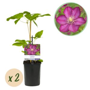 Green Boutiq - Klimplant - Clematis Ville De Lyon - Bloem Roze - Weinig Onderhoud -2 Planten -  Pot 11Cm Hoogte 40Cm