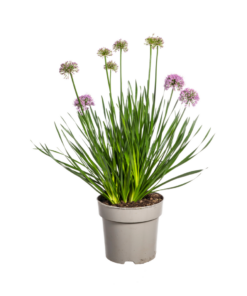 Allium Senescens Millenium Ø19 Cm - ↕50 - 60Cm
