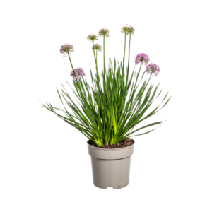 Sierui Millennium (Allium senescens 'Millenium') – zomerbloeiende – pot 19 cm, 50-60 cm