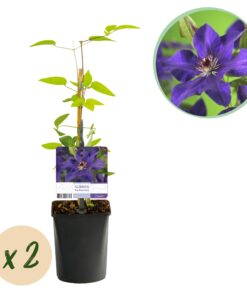 Green Boutiq - Klimplant - Clematis The President - Bloem Roze - Weinig Onderhoud -2 Planten -  Pot 11Cm Hoogte 40Cm