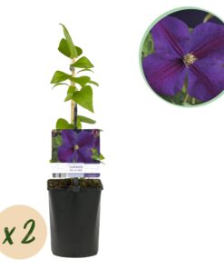 Green Boutiq - Klimplant - Clematis Star Of India - Bloem Roze - Weinig Onderhoud -2 Planten -  Pot 11Cm Hoogte 40Cm