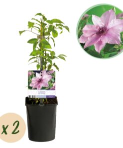 Green Boutiq - Klimplant - Clematis Pink Fantasy - Bloem Roze - Weinig Onderhoud -2 Planten -  Pot 11Cm Hoogte 40Cm