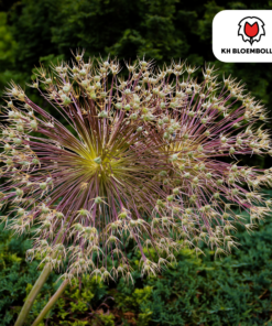 Allium Schubertii 5 Stuks