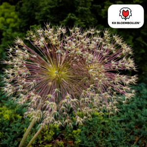 Allium Schubertii – sierui met explosievormige bloem – 5 stuks