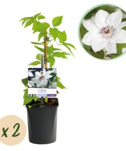 Green Boutiq - Klimplant - Clematis Miss Bateman - Bloem Wit - Weinig Onderhoud -2 Planten -  Pot 11Cm Hoogte 40Cm