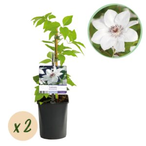 Green Boutiq - Klimplant - Clematis Miss Bateman - Bloem Wit - Weinig Onderhoud -2 Planten -  Pot 11Cm Hoogte 40Cm