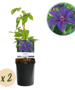 Green Boutiq - Klimplant - Clematis Mrs. N. Thompson - Bloem Roze - Weinig Onderhoud - 2 Planten -  Pot 11Cm Hoogte 40Cm