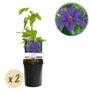 Green Boutiq - Klimplant - Clematis Mrs. N. Thompson - Bloem Roze - Weinig Onderhoud - 2 Planten -  Pot 11Cm Hoogte 40Cm