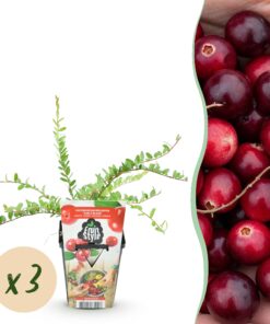 Green Boutiq - Fruitplanten - Blauwe Bes - Vaccinium Macrophylla Early Black - Winterhard - 3 Planten - Pot 9 Cm - Donker Rode  Bes