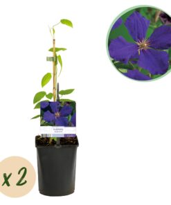 Green Boutiq - Klimplant - Clematis Jackmanii - Bloem Blauw - Weinig Onderhoud -2 Planten -  Pot 11Cm Hoogte 40Cm
