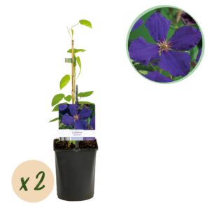 Green Boutiq - Klimplant - Clematis Jackmanii - Bloem Blauw - Weinig Onderhoud -2 Planten -  Pot 11Cm Hoogte 40Cm