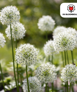 Allium White Giant 5 Stuks