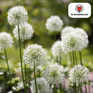 Allium 'White Giant' – reuzenbol met witte bloemen, tot 130 cm hoog – 5 stuks