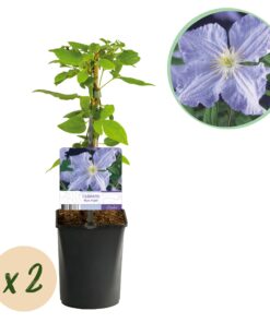 Green Boutiq - Klimplant - Clematis Blue Angel - Bloem Licht Blauw - Weinig Onderhoud -2 Planten -  Pot 11Cm Hoogte 40Cm