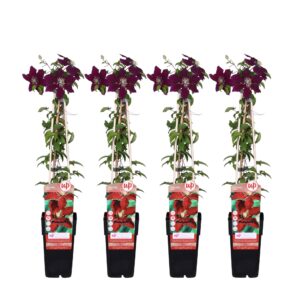 4X - Clematis Niobe - ↨65Cm - Ø15