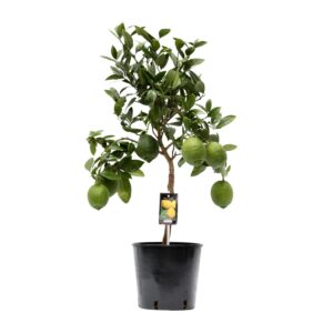 Citroenboom (Citrus limon) – fruitdragende kuipplant – ±22 cm