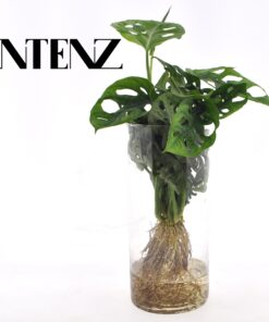 Monstera  In Cylinder Glas - Ø12Cm - ↕25Cm