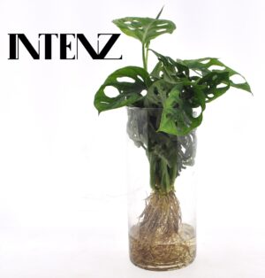 Monstera in cilindervaas – kant-en-klare hydroplant in glas – ±12 cm