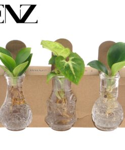 Kamerplanten Mix In Berlin Glas - Ø7Cm - ↕10Cm