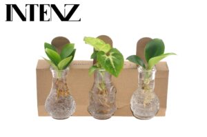 Kamerplanten Mix in Berlin Glas – hydroponisch gekweekt in decoratief – ±7 cm
