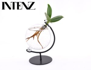 Clusia in Victoria glas – kamerplant in hydroponisch – ±5 cm