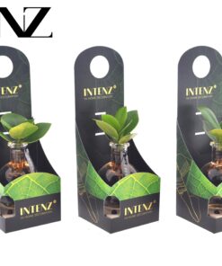 Clusia In Samoa Glas + Led - Ø5Cm - ↕10Cm