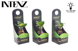 Clusia in Samoa glas met led-verlichting – hydroponisch miniplantje – ±5 cm