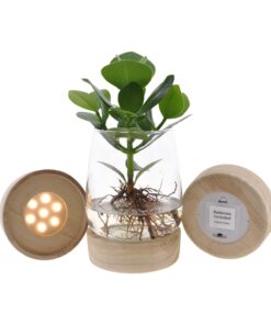 Clusia In Kingston Glas + Led - Ø12Cm - ↕30Cm