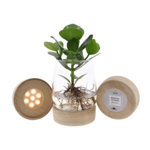Clusia in Kingston glas met led – hydroponisch in verlicht – ±12 cm