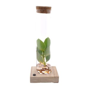 Clusia in buisglas met ledverlichting – miniatuur hydroponische – ±5 cm