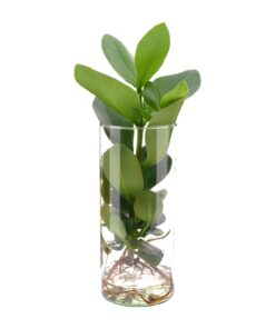 Clusia In Cylinder Glas - Ø12Cm - ↕30Cm