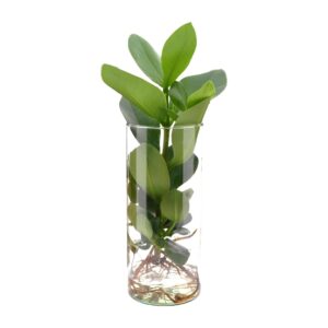 Clusia in cilinderglas – groeiert in water, zonder aarde – ±12 cm