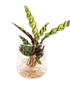Calathea Insignis In Kingston Glas - Ø12Cm - ↕30Cm